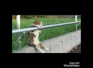 Лучшие приколы 2016 года