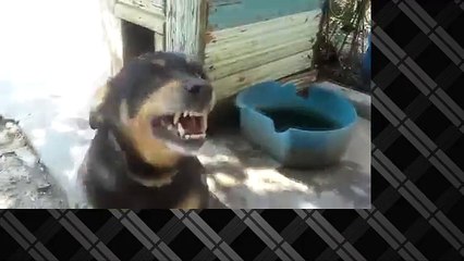 Самые новые угарные приколы! Подборка Приколов 2015