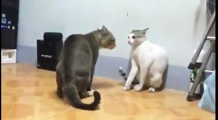 Драка кошек))