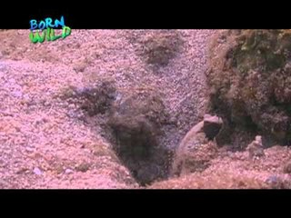 Doc Nielsen Donato explains mutualism