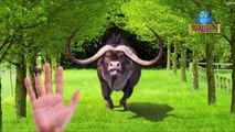 Finger Family Rhymes for Children Deer Buffalo Cartoon | Finger Family Children Nursery Rhymes