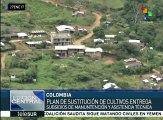 Colombia: presentan plan para sustituir cultivos de uso ilícito