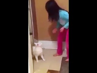 MENINA CHATA PRA CARALHO DUELA COM GATO LUTADOR DE MUAY THAI