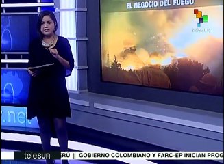 Chile y el negocio forestal: qué es el decreto ley 701