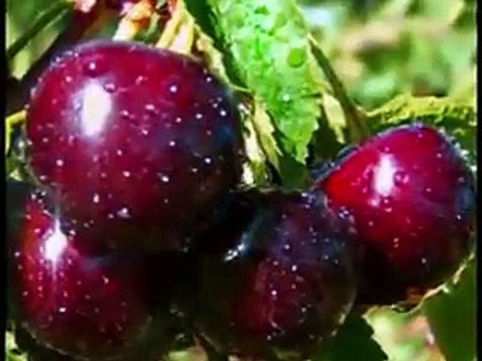 Surah Rahman with Urdu Translation by Qari Ubaid ur Rehman - Video Dailymotion