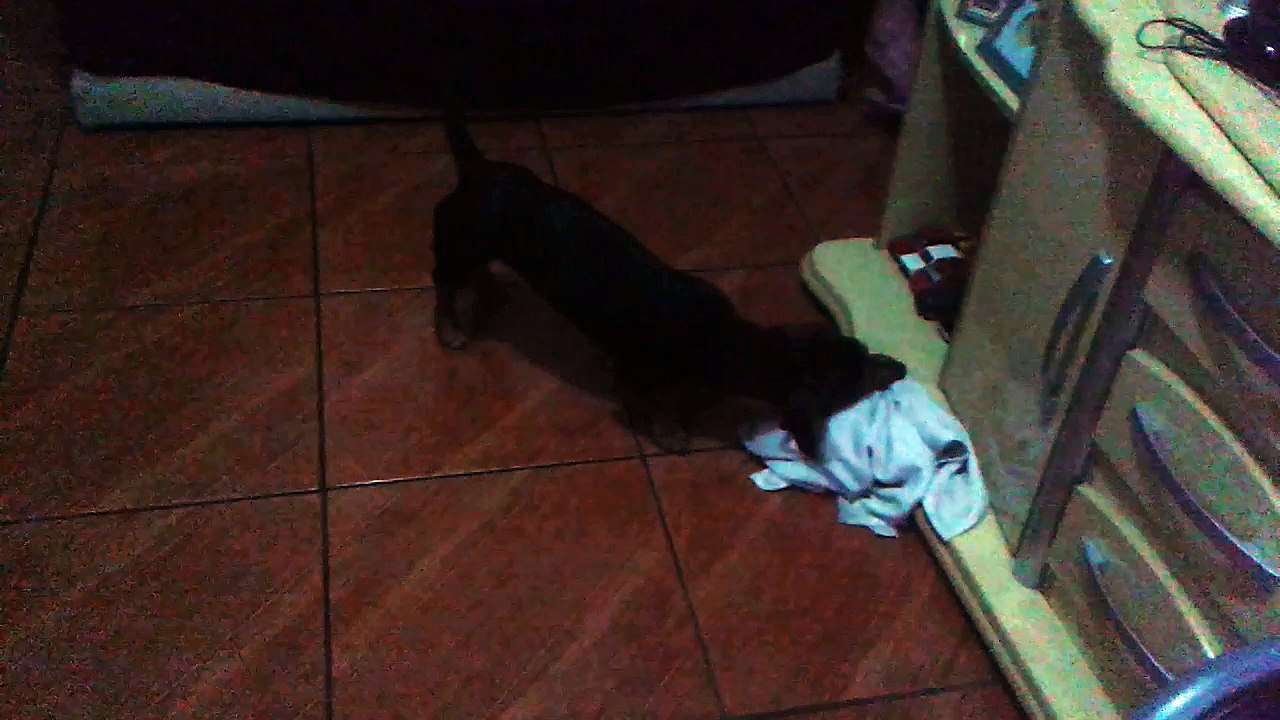 Cachorro arteiro