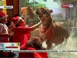 BT: Mga hayop sa Malabon Zoo, hinandugan ng sariling Christmas party