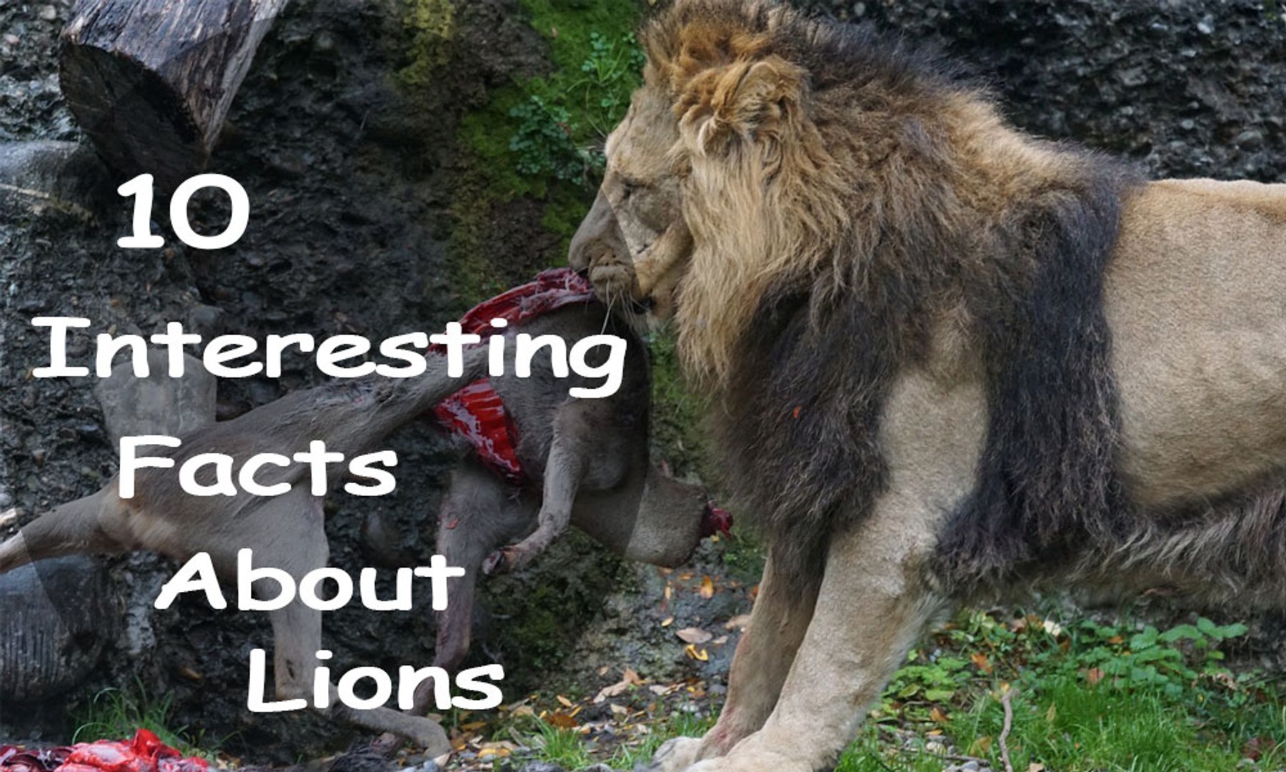 10 Interesting Facts About Lions - video Dailymotion