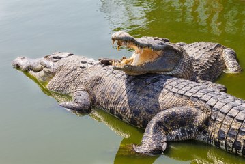 Top 10 Most Deadly Apex Predators on Earth