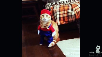 Котики 2017