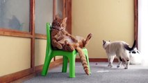 Приколы про животных. Как котэ в кресле отдыхал. Fun with animals. Приколы про котов.