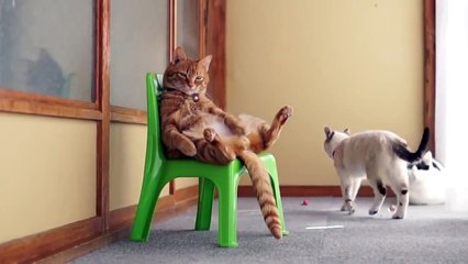 Приколы про животных. Как котэ в кресле отдыхал. Fun with animals. Приколы про котов.