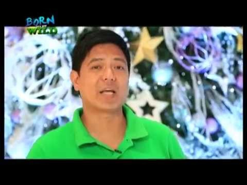 Environment-friendly, sustainable Noche Buena s...