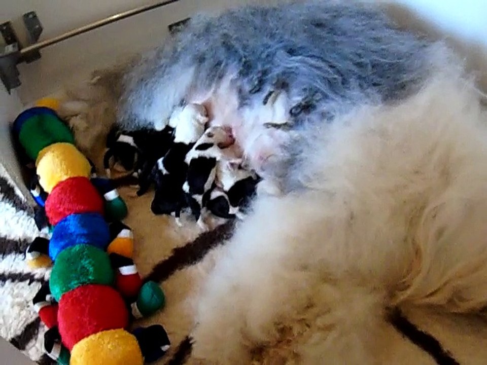 Les BB de baby et Wilson ont 3 jours.