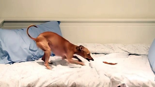 Ce chien s'en prend à... un morceau de patate