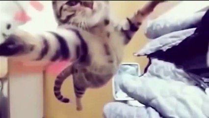 Приколы с животными подборка №26 Funny animals