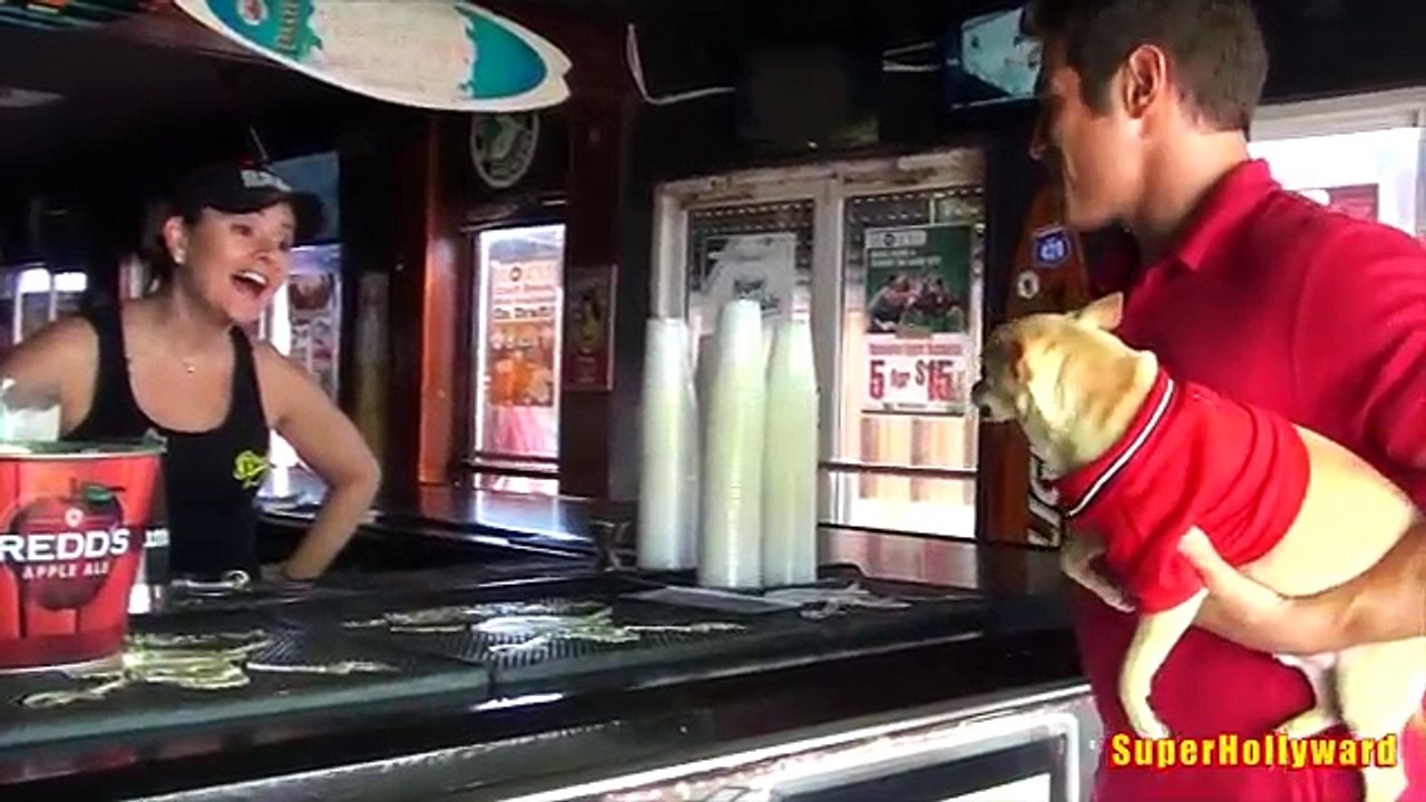 Mal Chihuahua Farce!