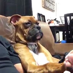 Objectif du jour : garder les yeux ouverts... Pauvre chien