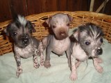 Chinese Crested Dog After Giving Birth - 104 - DoggyMan