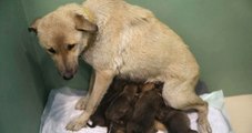 Fedakar Sokak Köpeği Süt Annelik Yaparak 9 Yavruya Hayat Verdi