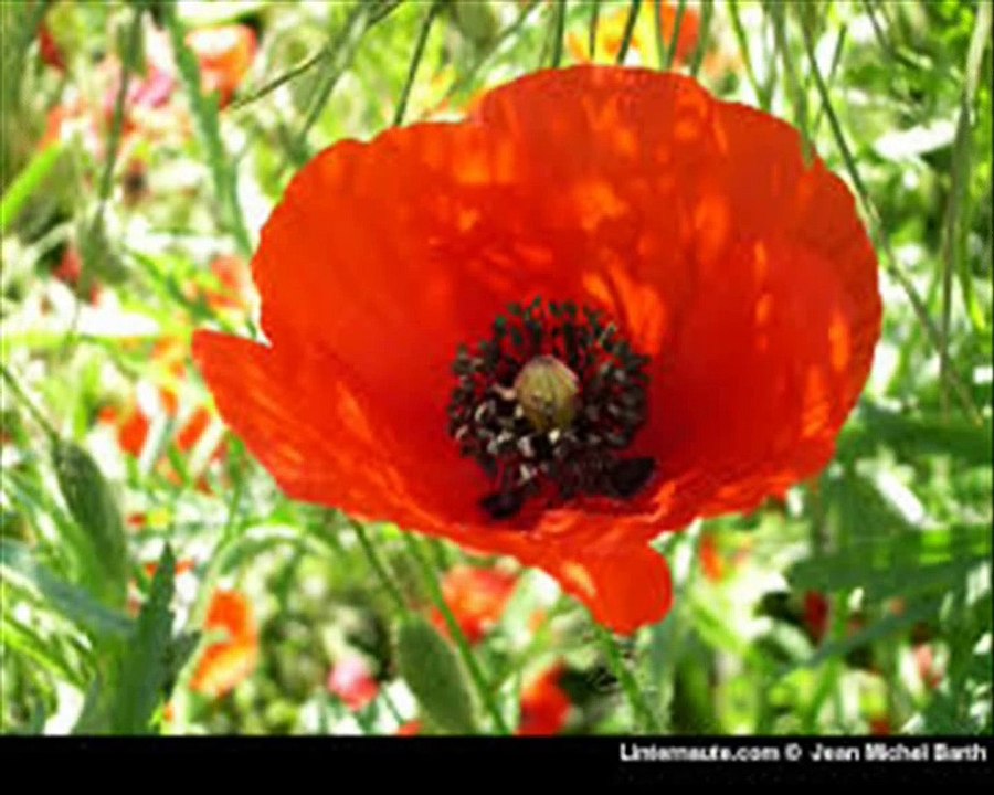 Chanson COMME UN PETIT COQUELICOT