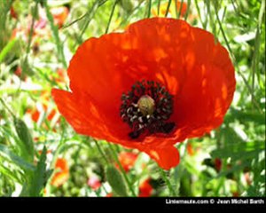 Chanson COMME UN PETIT COQUELICOT