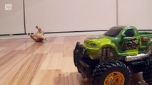 Dino Hunter Monster Truck RC by Dickie Toys with Screaming Dinosaurs Video
