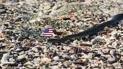 Türkiye ve Müttefik ülkeler (Temsili) * Sizden Gelenler *