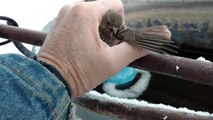 Il trouve un oiseau les pattes collées à une barre de fer glacée et le sauve