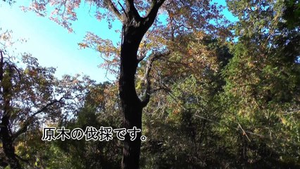森林栽培 ヤマザキ椎茸園 | 松阪牛だけじゃないよドットコム