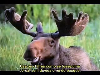 Diário Intimo do meu primo nascido em santa fé que mora em toronto !