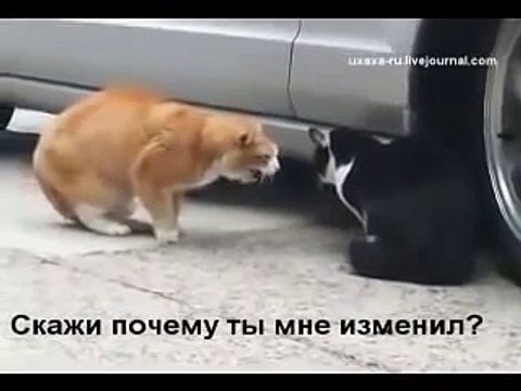 Семейная разборка кота и кошки Прикол flv