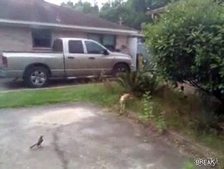 İŞSİZ kuşun hazin sonu