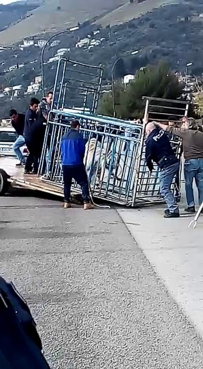 Monreale, tigre fugge dal circo. La cattura