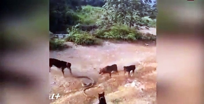 Стая собак против гигантской кобры