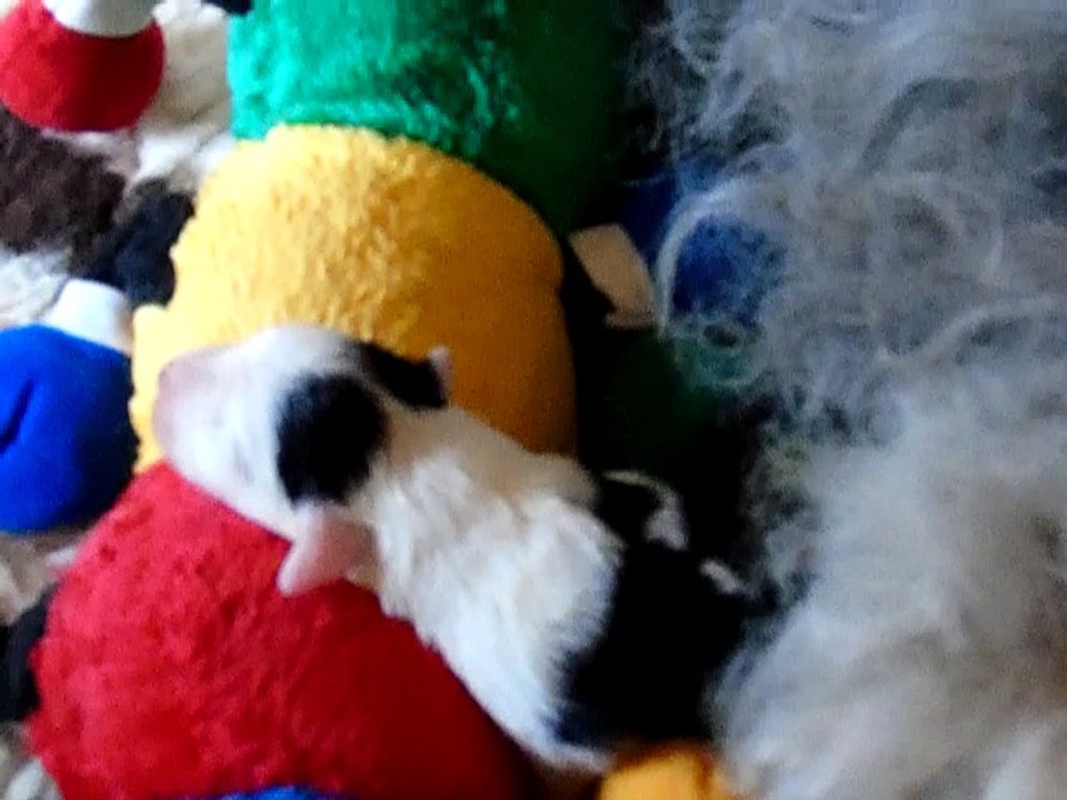 la pesée des petits mâles qui ont 4 jours !!!