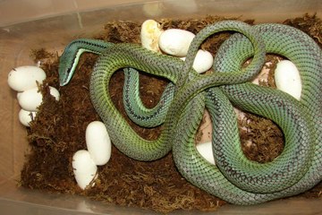 SNAKE LAYING EGG (  Baron's Racer ) | amazing