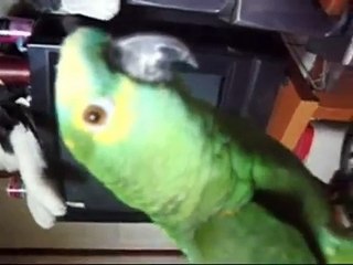 Попугай смеётся как человек  Приколы про попугаев  Юмор Шерхебель