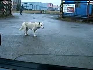 Собака - Танцует Супер приколы про животных Февраль  2014