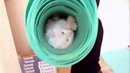 Белый кот ассенизатор. Забавный кот Маркиз