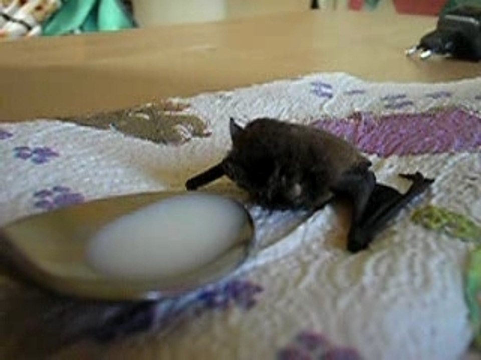 La chauve-souris