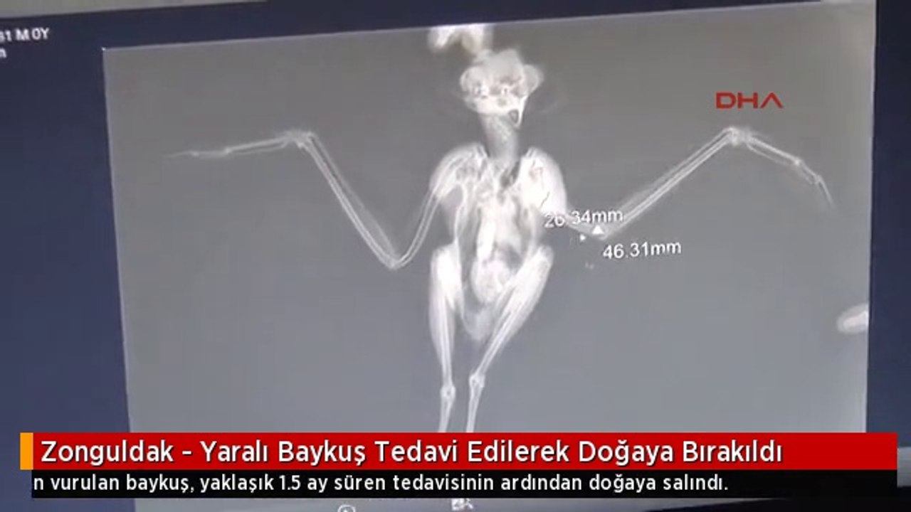 Zonguldak - Yaralı Baykuş Tedavi Edilerek Doğaya Bırakıldı