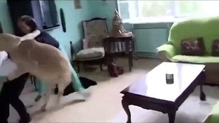 Pet Lion Becomes Angry - Video