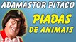 ░▒▓ Piadas Do Adamastor Pitaco - Piadas De Animais - Piadas Engraçadas - Adamastor Pitaco Melos