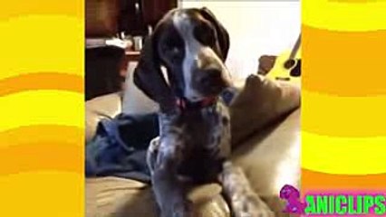 You Cann`t Stop Laughing Animals Gone Crazy