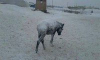 Şanlıurfa'da Yoğun Kar Yağışı! Eşekler Buz Tuttu