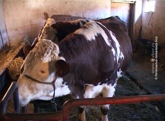 U ovoj godini  najveća pomoć stočarima (RTV Bor)