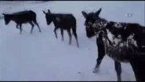 Şanlıurfa'da Yoğun Kar Yağışı! Eşekler Buz Tuttu