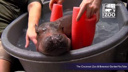 Cincinnati Zoo Nursing Premature Hippo to Health