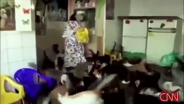 Кошки Смешные коты и кошки 2016